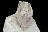 Bargain, Macrocrinus Crinoid Fossil - Crawfordsville, Indiana #68481-3